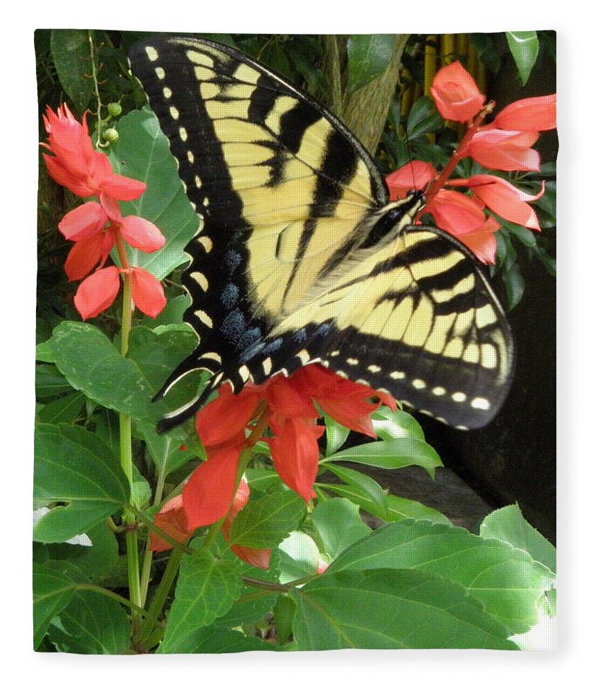 Butterfly Fleece Blanket featuring the photograph Simply Beautiful by Kim Galluzzo