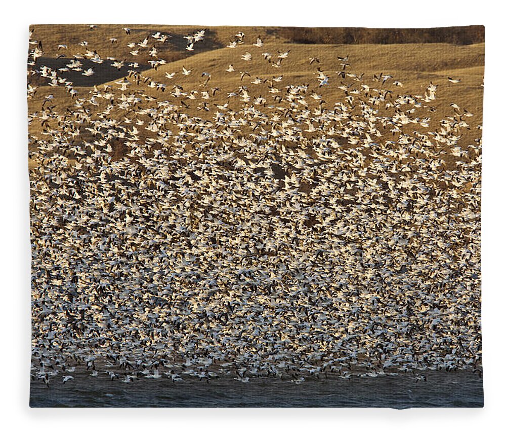 Geese Fleece Blanket featuring the digital art Snow Geese on Lake Canada by Mark Duffy