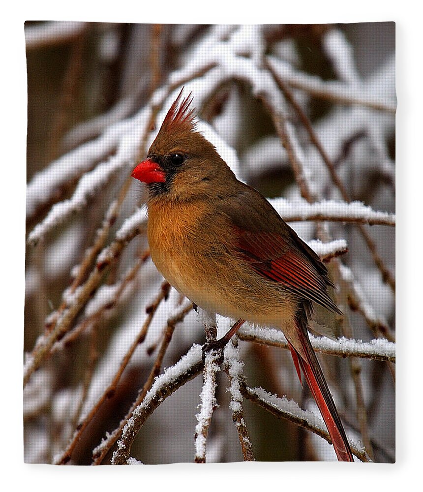 Nature Fleece Blanket featuring the photograph Snowbirds--Cardinal DSB025 by Gerry Gantt