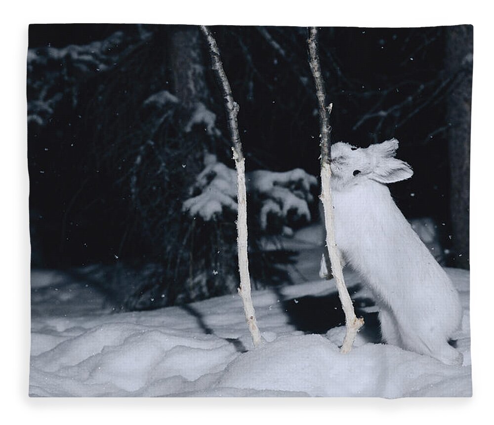 Mp Fleece Blanket featuring the photograph Snowshoe Hare Lepus Americanus Gnawing by Michael Quinton