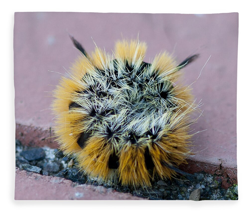 Caterpillar Fleece Blanket featuring the photograph Snug as a Bug by Betty Depee