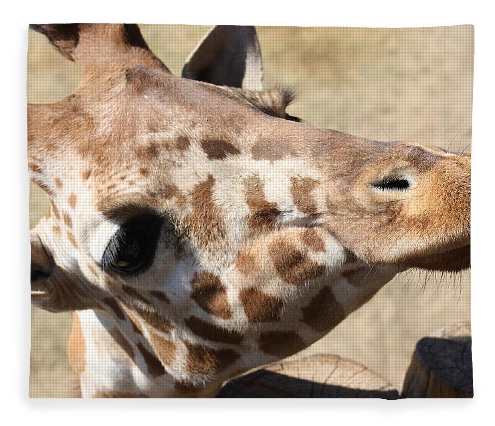 Giraffe Fleece Blanket featuring the photograph So Cute by Kim Galluzzo Wozniak