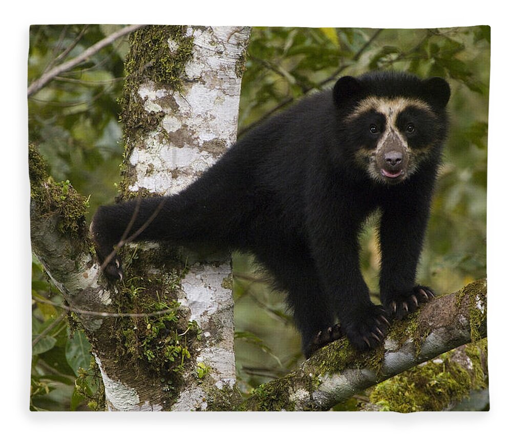 Mp Fleece Blanket featuring the photograph Spectacled Bear Tremarctos Ornatus Cub by Pete Oxford