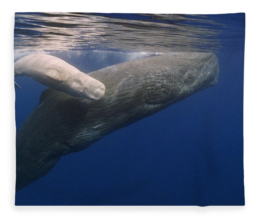 00114551 Fleece Blanket featuring the photograph Sperm Whale Mother And White Calf by Flip Nicklin