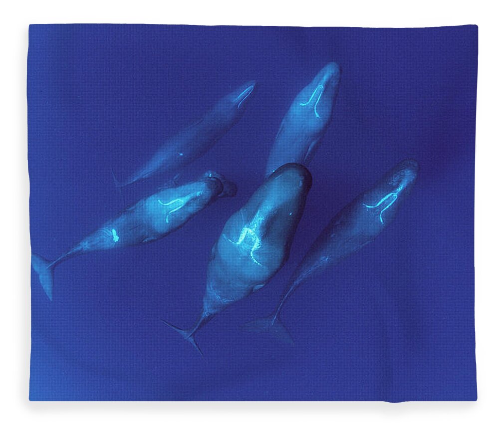 00114207 Fleece Blanket featuring the photograph Sperm Whale Pod Dominica by Flip Nicklin