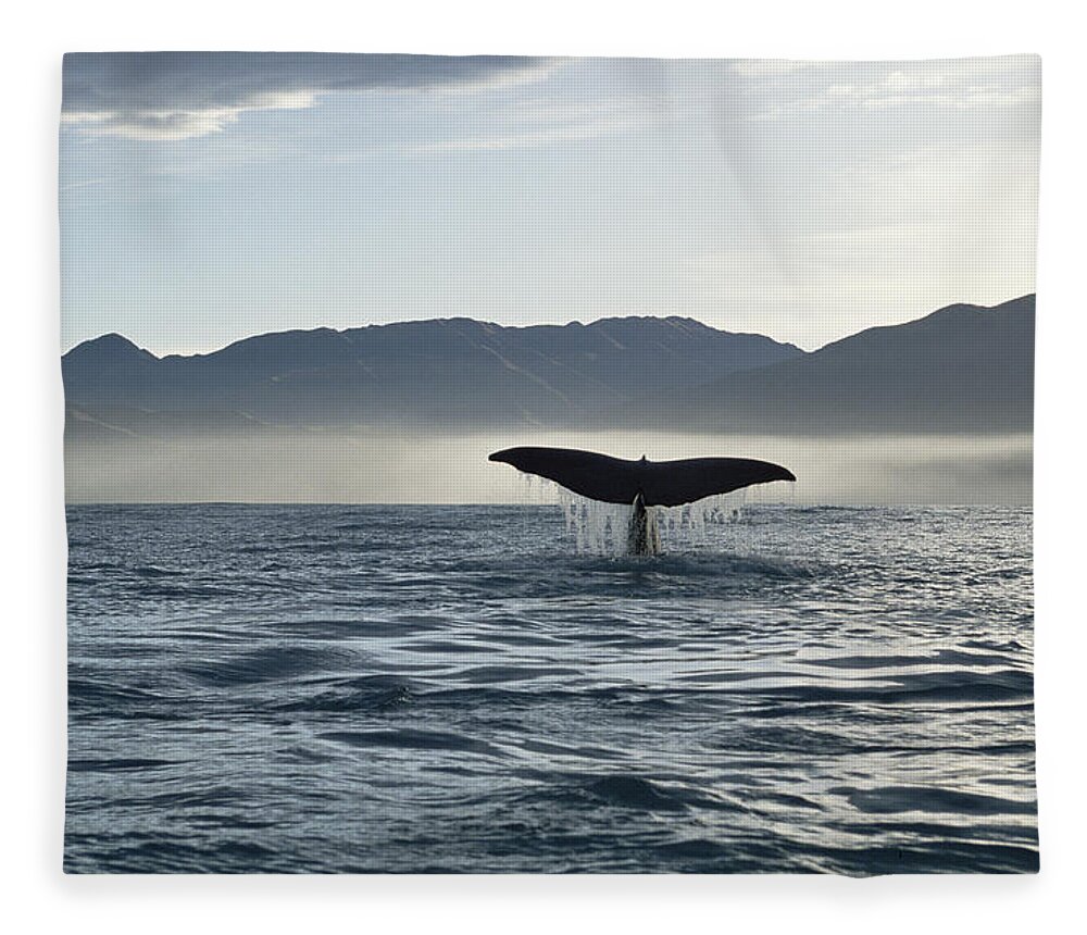 00114221 Fleece Blanket featuring the photograph Sperm Whale Tail New Zealand by Flip Nicklin
