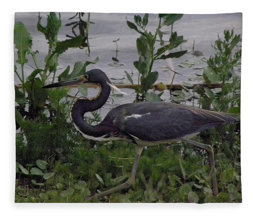 Bird Fleece Blanket featuring the photograph Stalking by Kim Galluzzo Wozniak