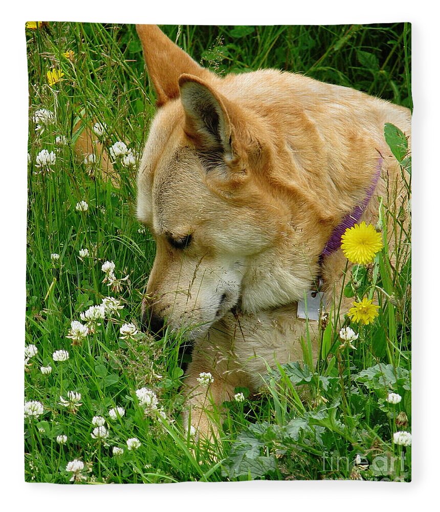 Dog Fleece Blanket featuring the photograph Stop And Smell The Clover by Rory Siegel