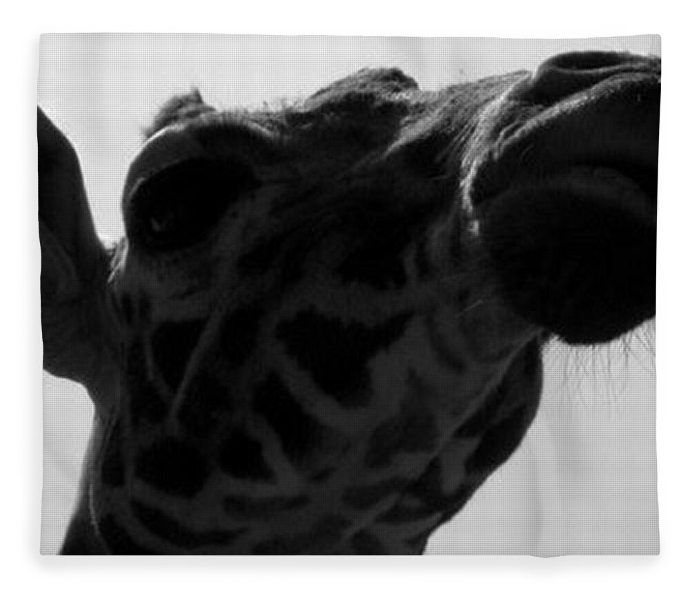 Giraffe Fleece Blanket featuring the photograph Strike A Pose by Kim Galluzzo Wozniak