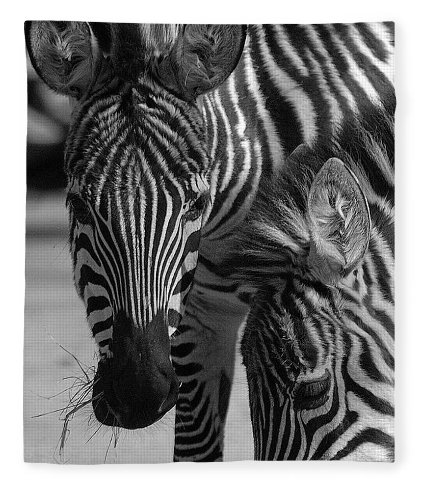 Stripes Fleece Blanket featuring the photograph Stripes - Zebra by DArcy Evans