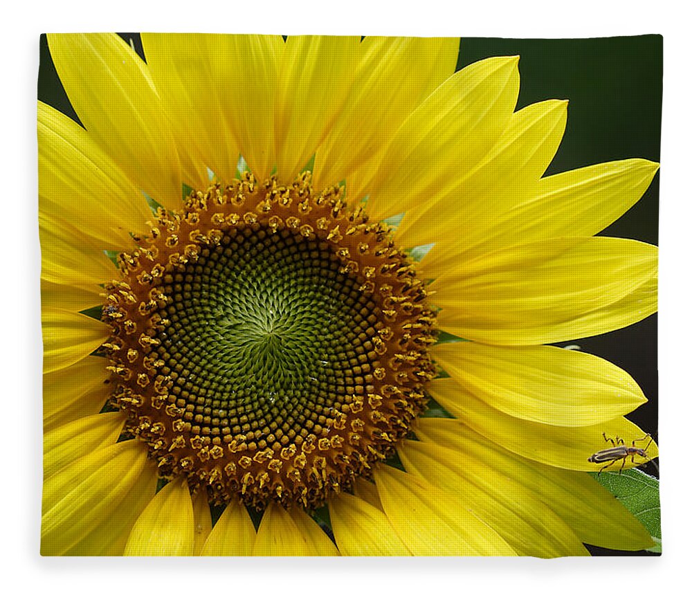 Helianthus Annuus Fleece Blanket featuring the photograph Sunflower With Insect by Daniel Reed