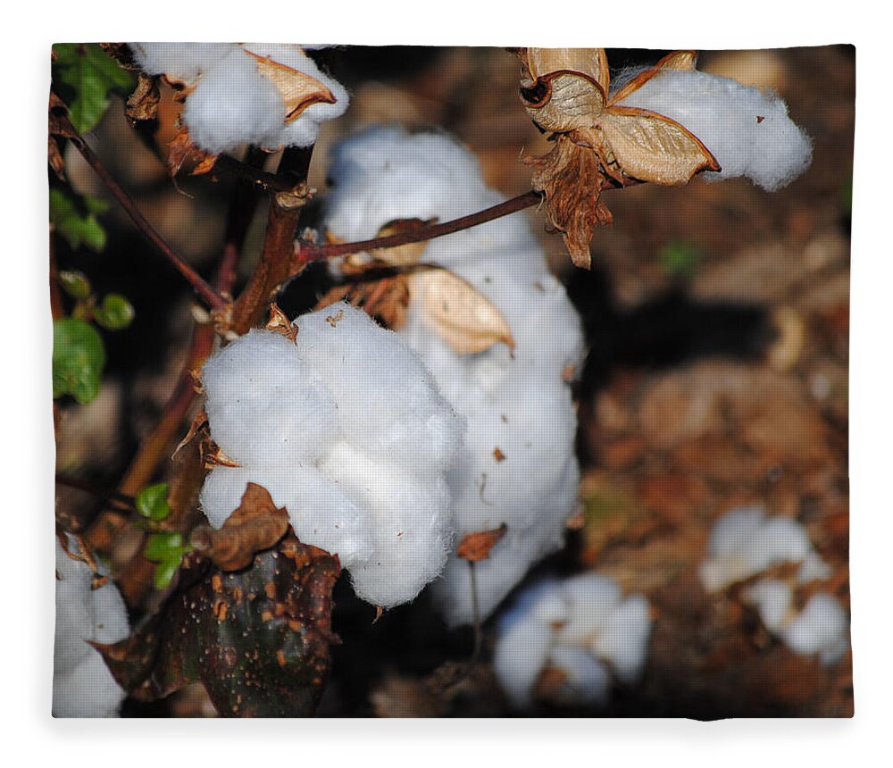 Brown Fleece Blanket featuring the photograph Tennessee Cotton II by Jai Johnson