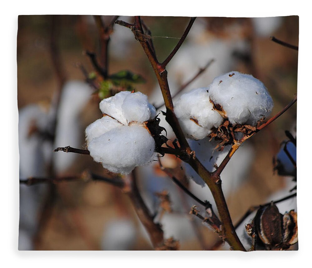 Brown Fleece Blanket featuring the photograph Tennessee Cotton III by Jai Johnson