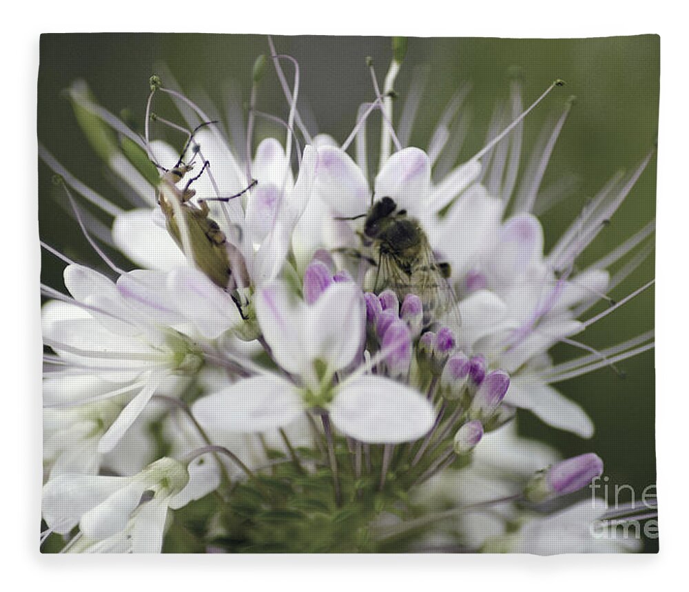 Bees Fleece Blanket featuring the photograph The Beetle and the Bee by Donna Greene