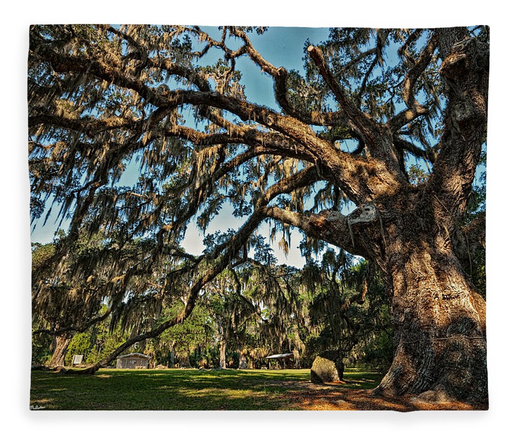 Oak Fleece Blanket featuring the photograph The Fairchild Oak by Christopher Holmes