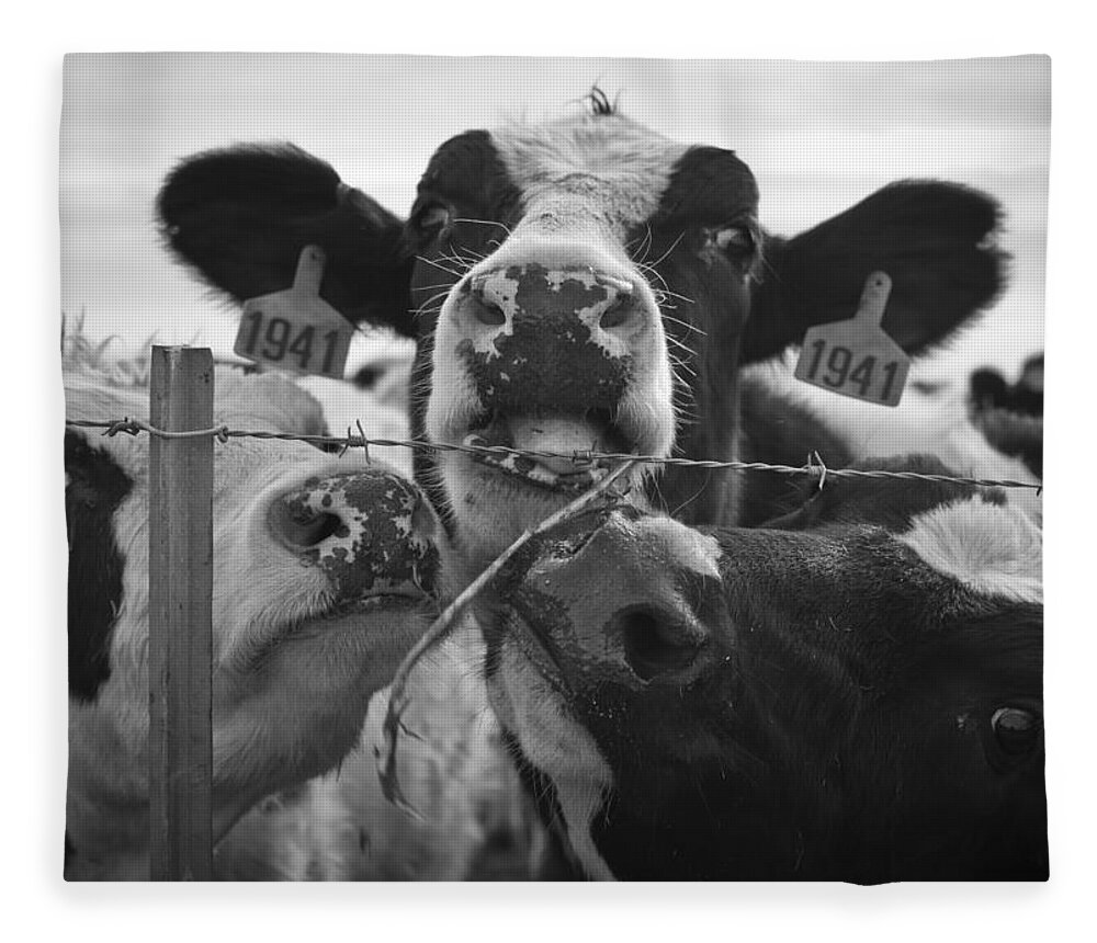 Cow Fleece Blanket featuring the photograph The Girls by Priya Ghose