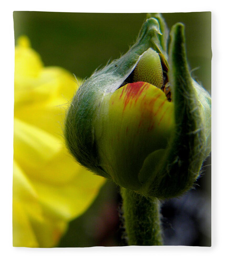 Ranunculus Flower Fleece Blanket featuring the photograph This Buds For You by Kim Galluzzo