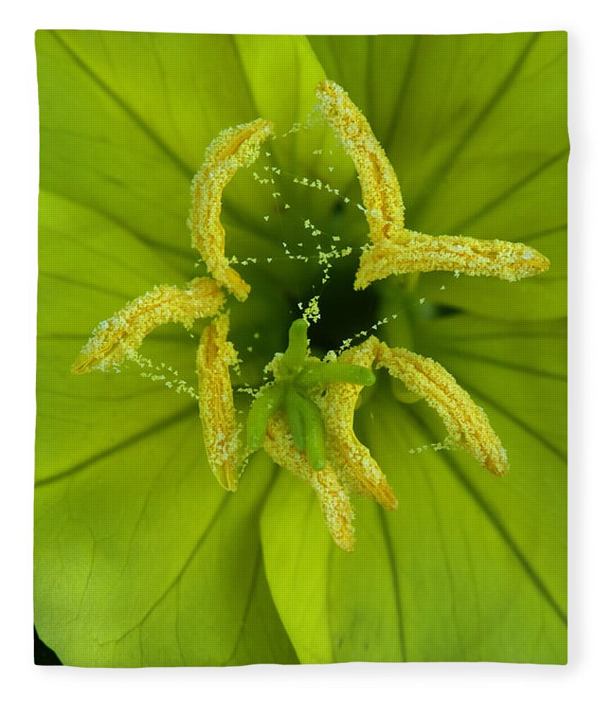 Oenothera Triloba Fleece Blanket featuring the photograph Three Lobed Evening Primrose by Daniel Reed