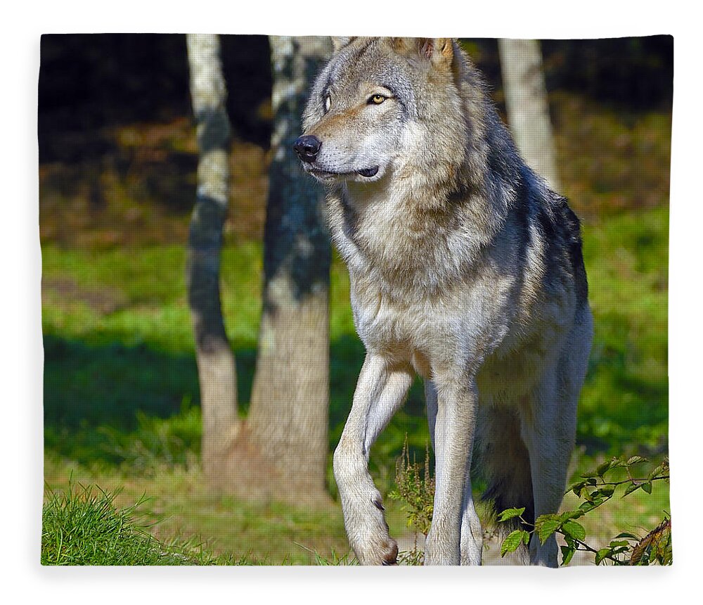 Timber Wolf Fleece Blanket featuring the photograph Timber Wolf by Tony Beck