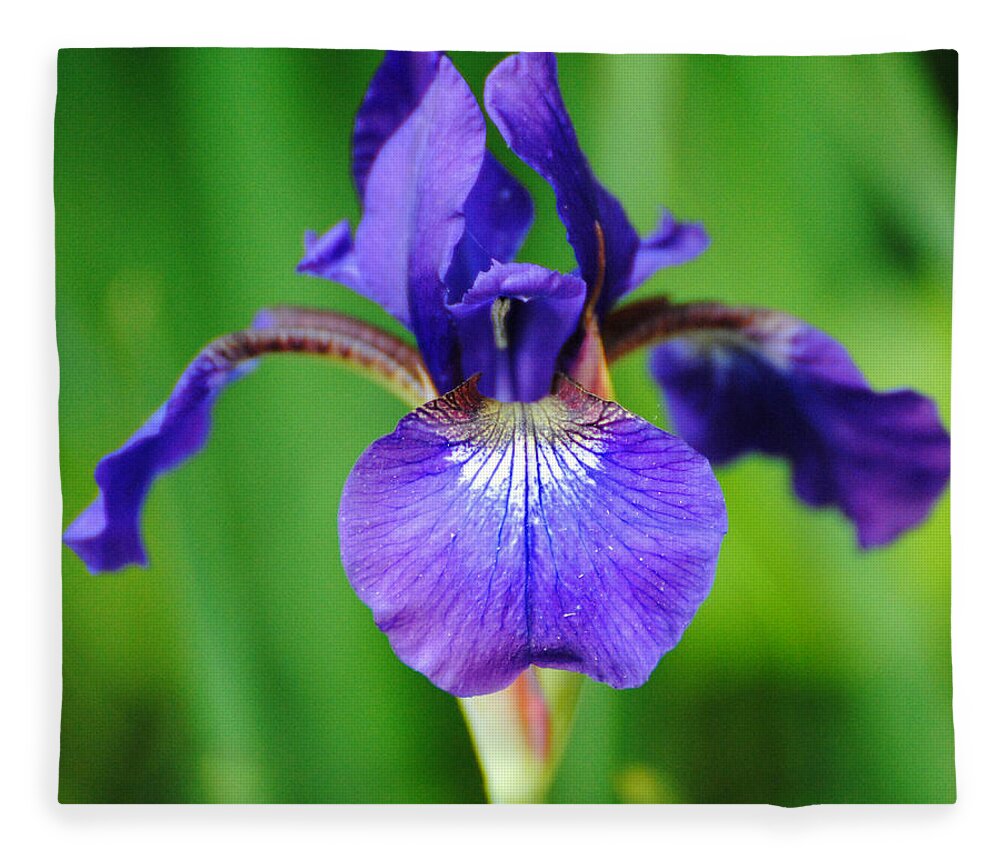 Beautiful Fleece Blanket featuring the photograph Tiny Purple Iris by Jai Johnson