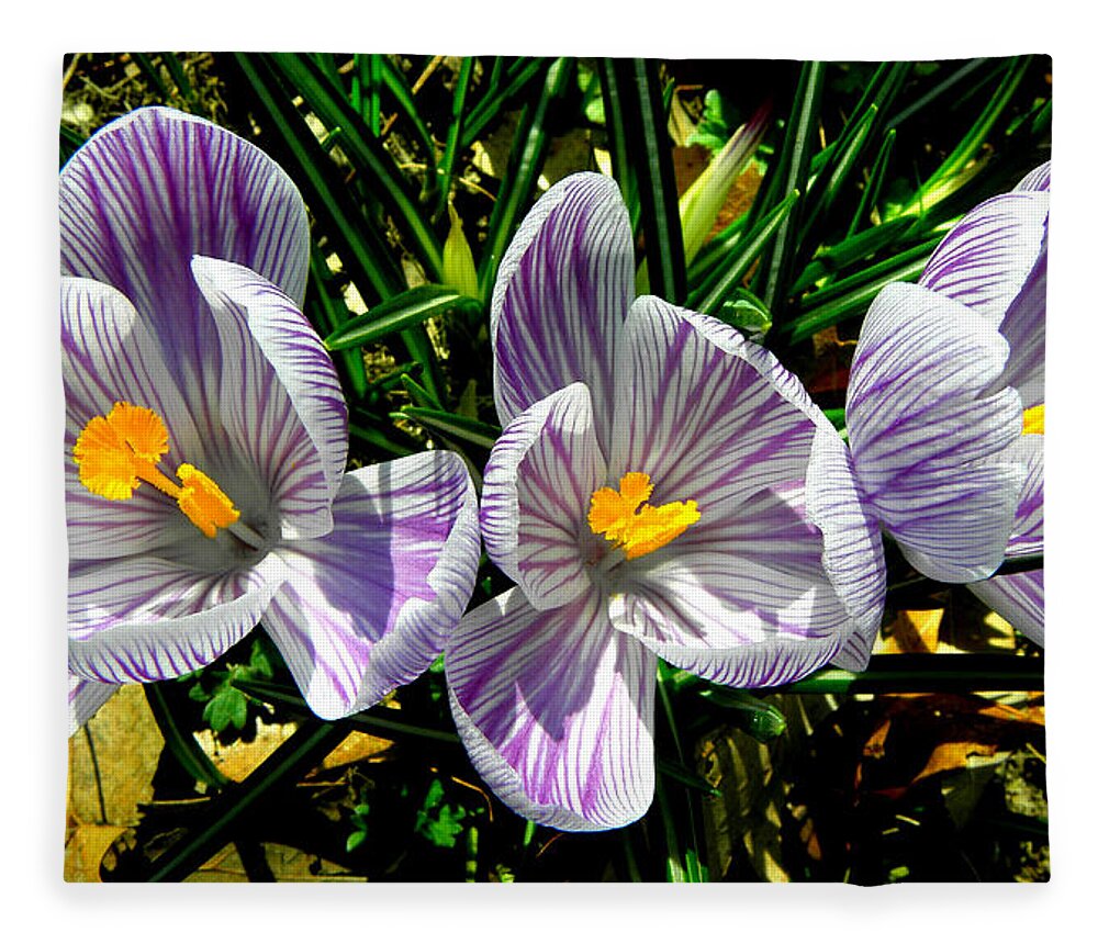 Purple Fleece Blanket featuring the photograph Triplets In Stripes by Kim Galluzzo Wozniak