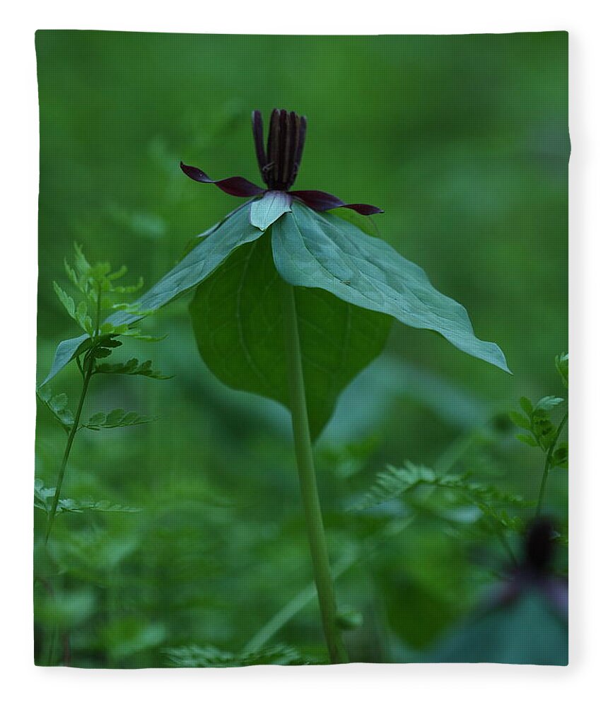 Trillium Stamineum Fleece Blanket featuring the photograph Twisted Trillium by Daniel Reed