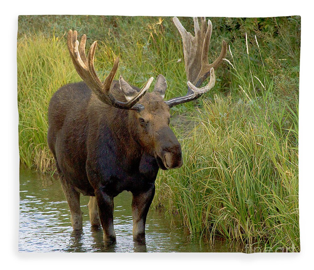 Bull Moose Fleece Blanket featuring the photograph Wading Moose by Sue Karski