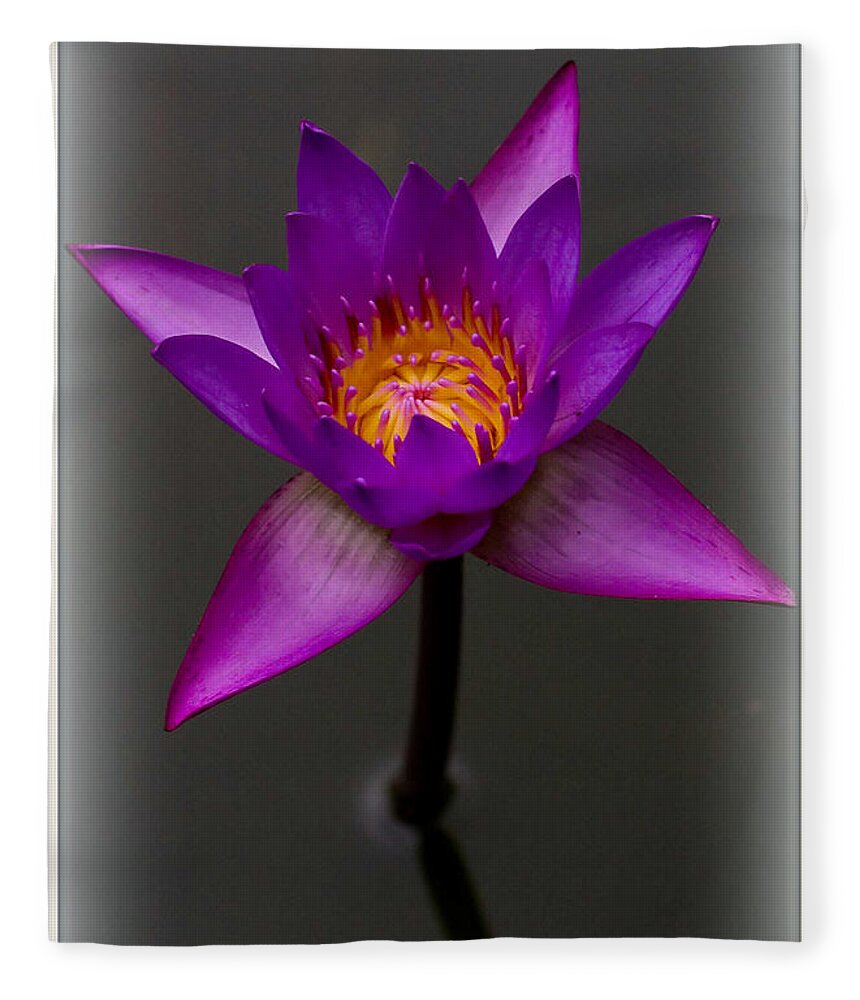 Water Fleece Blanket featuring the photograph Water Lily by Farol Tomson