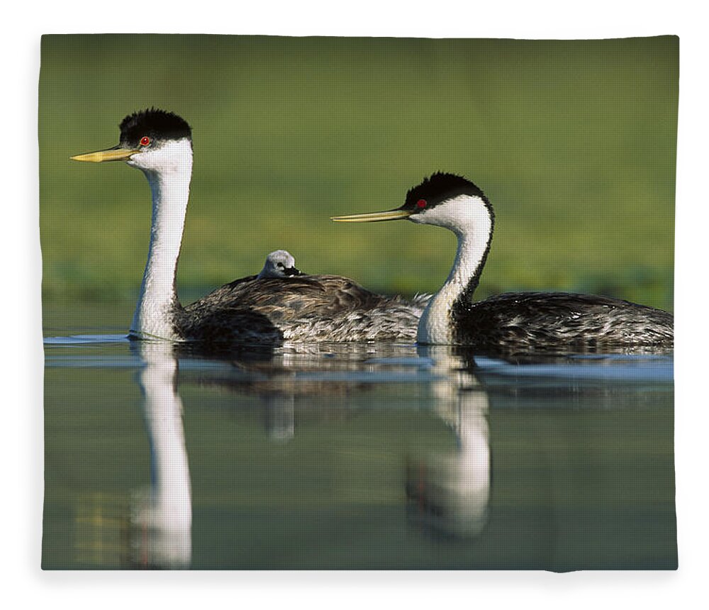 00171959 Fleece Blanket featuring the photograph Western Grebe Couple With One Parent by Tim Fitzharris