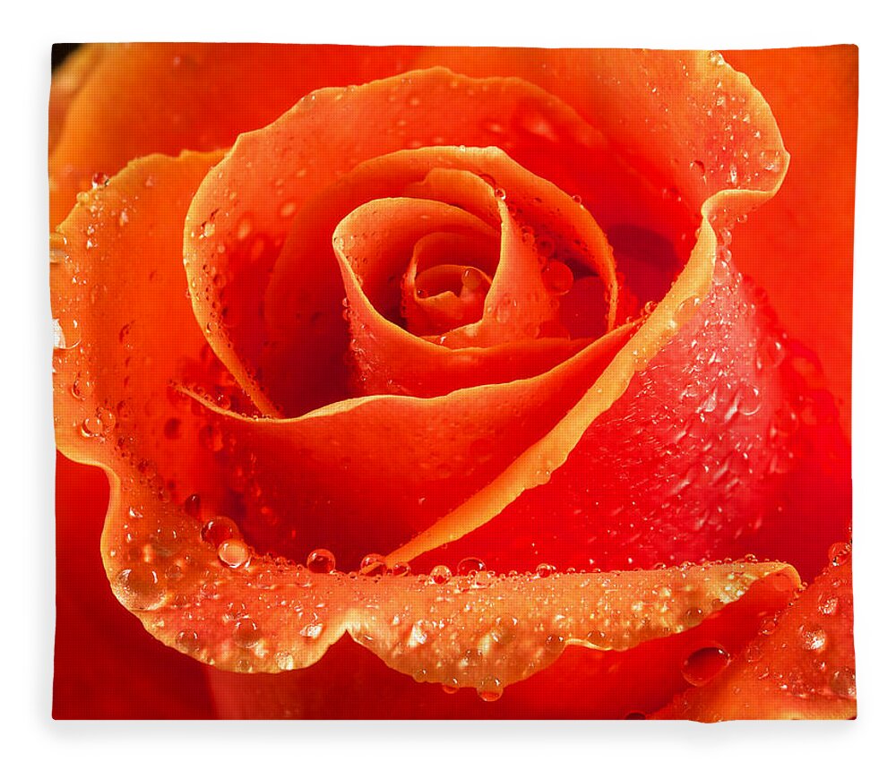 Rose Fleece Blanket featuring the photograph Wet rose by Jean Noren