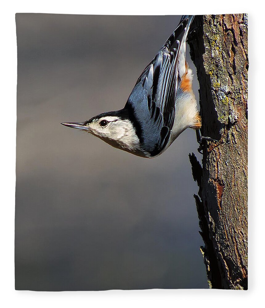 Bird Fleece Blanket featuring the photograph White-Breasted Nuthatch by Bill and Linda Tiepelman