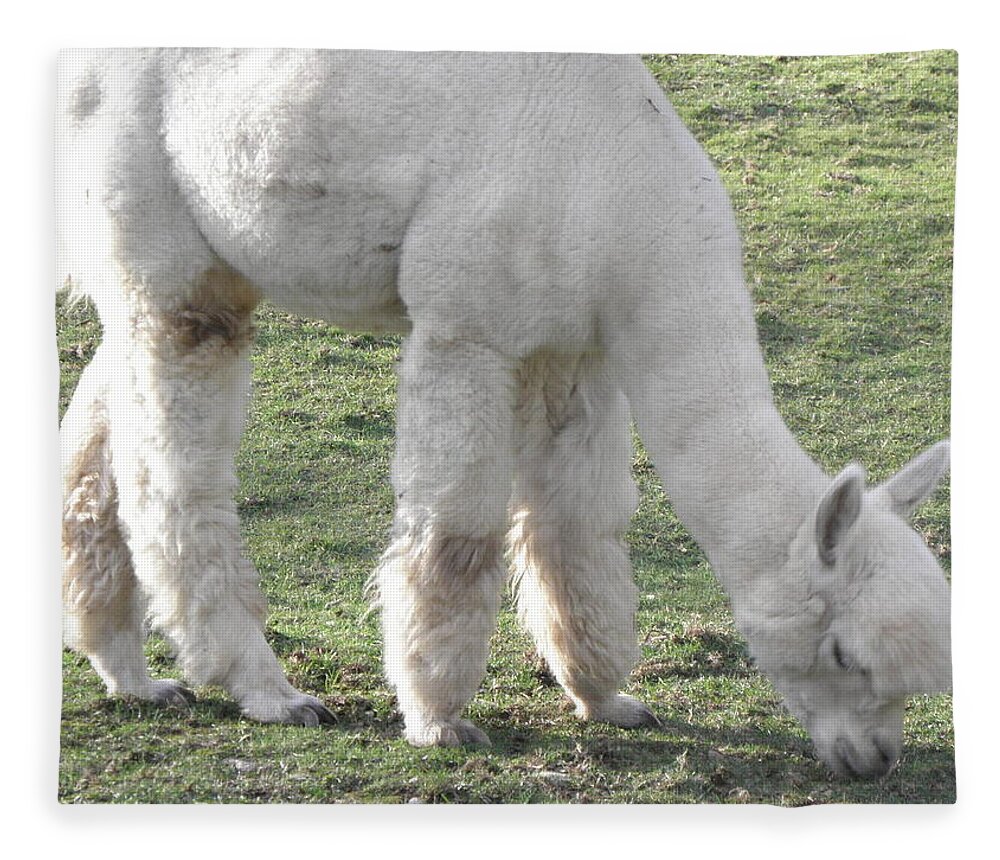 Alpaca Fleece Blanket featuring the photograph White Fluff by Kim Galluzzo