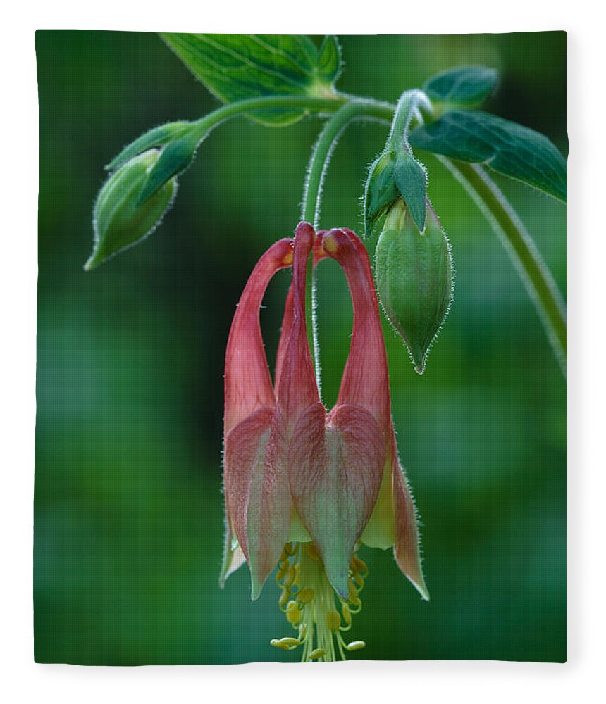 Aquilegia Canadensis Fleece Blanket featuring the photograph Wild Columbine Flower by Daniel Reed