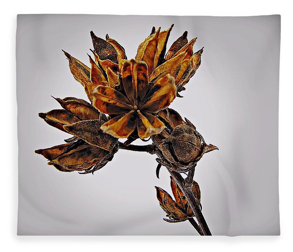 Rose Of Sharon Fleece Blanket featuring the photograph Winter Dormant Rose of Sharon by David Dehner