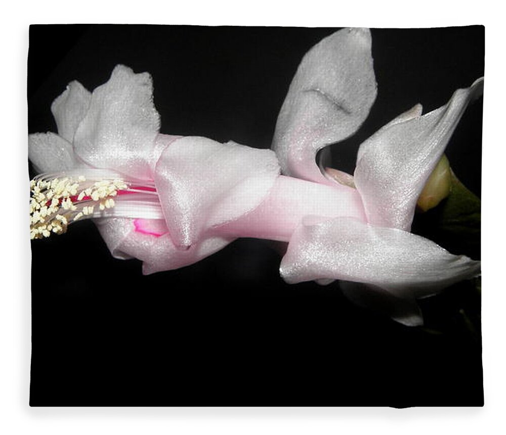 Xmas Fleece Blanket featuring the photograph Xmas In Pink by Kim Galluzzo