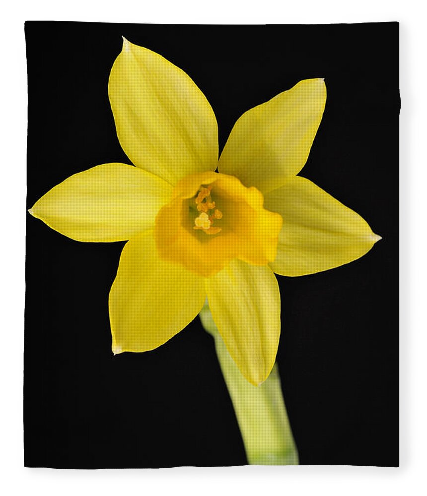 Daffodil Fleece Blanket featuring the photograph Yellow daffodil black background by Matthias Hauser