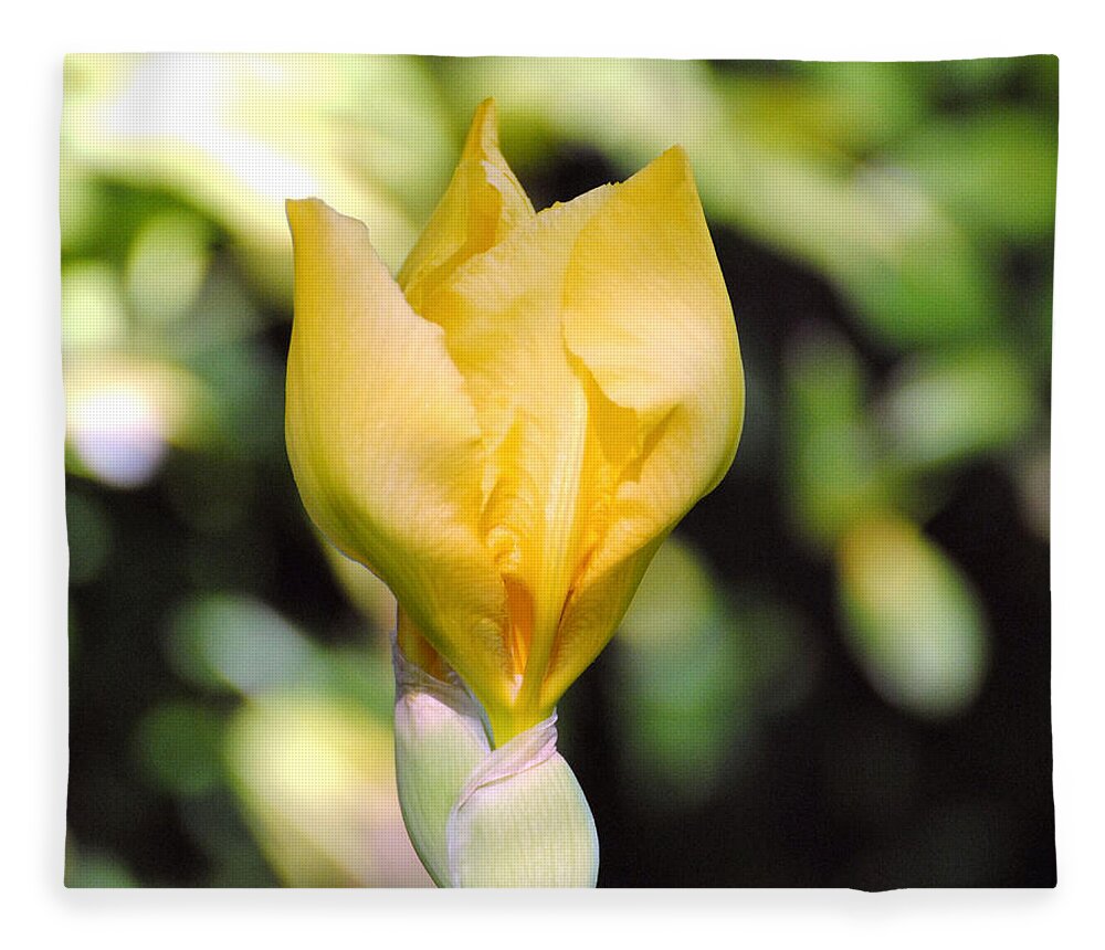 Beautiful Iris Fleece Blanket featuring the photograph Yellow Iris Bloom by Jai Johnson