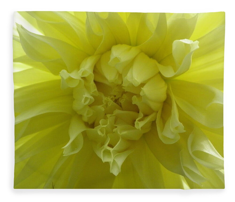 Yellow Fleece Blanket featuring the photograph Yellow Sunshine by Kim Galluzzo Wozniak
