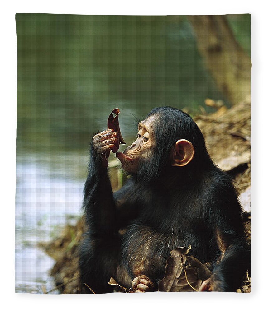 Mp Fleece Blanket featuring the photograph Young Chimpanzee Using A Leaf to Drink by Cyril Ruoso