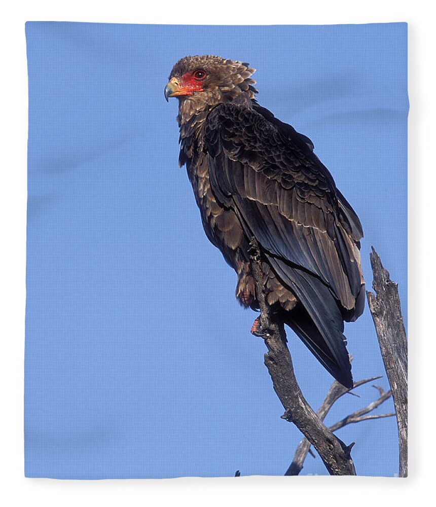 Bataleur Eagle Fleece Blanket featuring the photograph Bataleur Eagle Viewpoint by Sandra Bronstein
