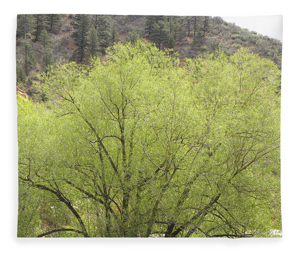 Big Fleece Blanket featuring the photograph Tree Ute Pass Hwy 24 COS CO by Margarethe Binkley
