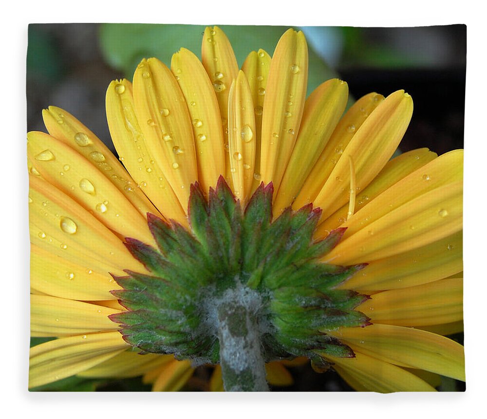 Flowers Fleece Blanket featuring the photograph Water drops on Gerbera Daisy by Amy Fose