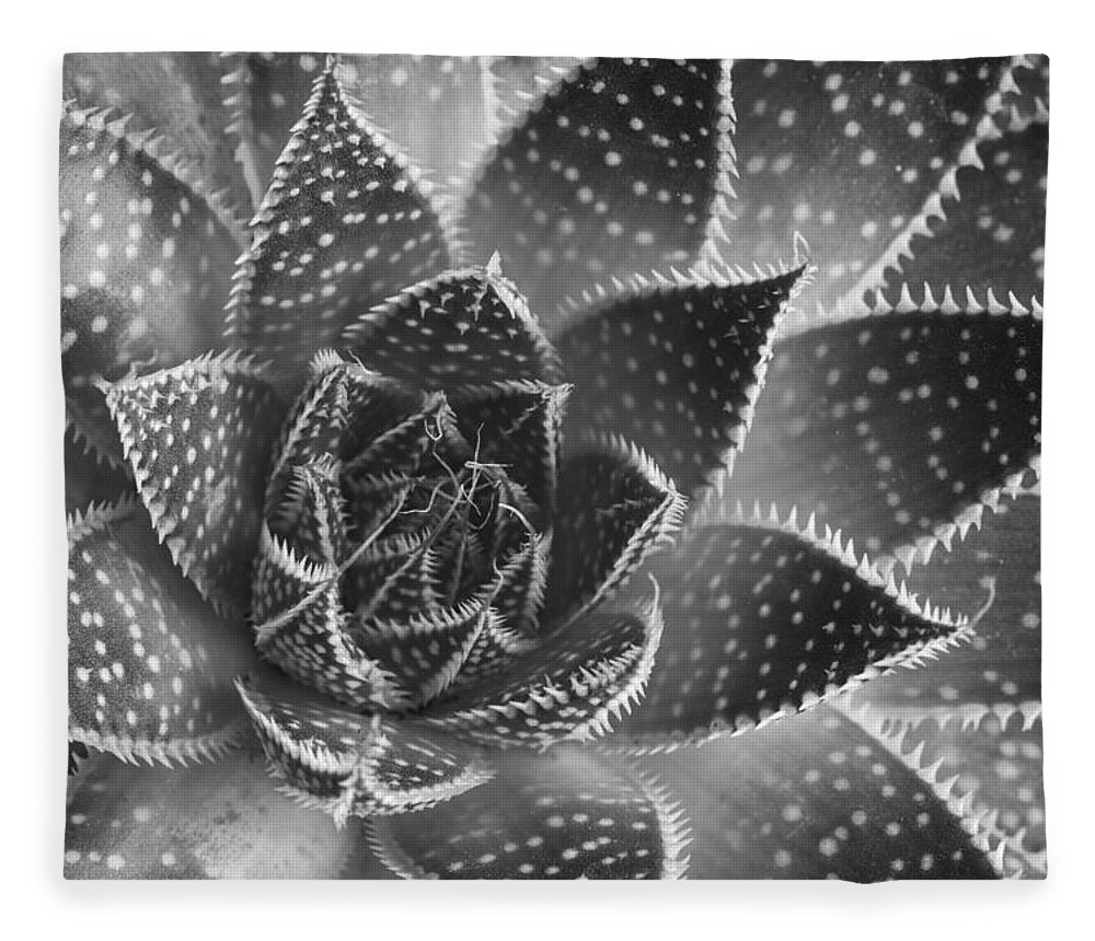 Aloe Aristata Fleece Blanket featuring the photograph Aloe aristata Succulent Plant abstract details #2 by Michalakis Ppalis