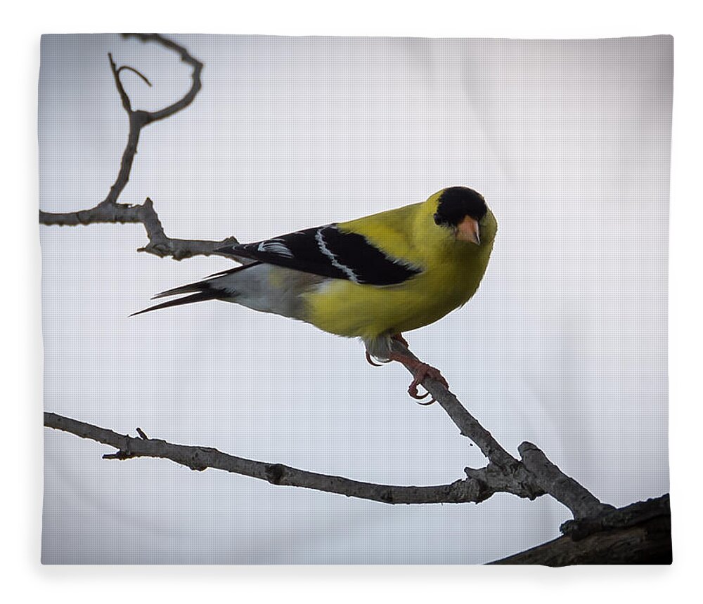 American Goldfinch Fleece Blanket featuring the photograph American Goldfinch  #1 by Holden The Moment