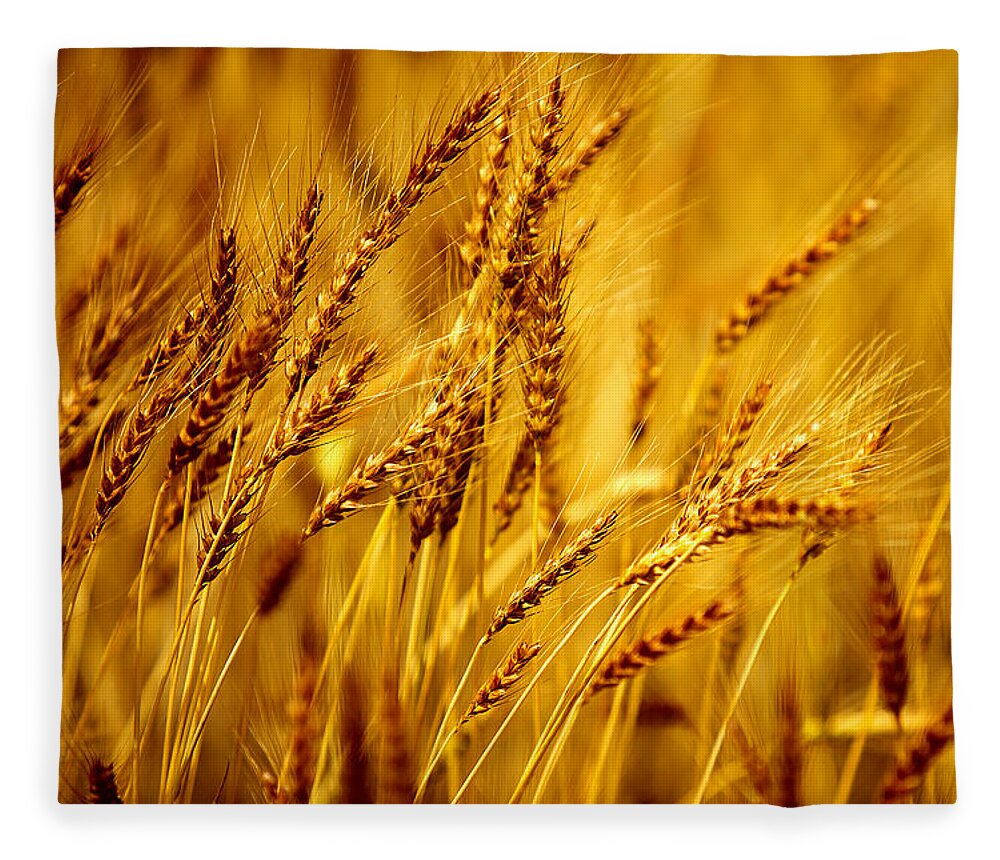 Barley Fleece Blanket featuring the photograph Bearded Barley by Todd Klassy
