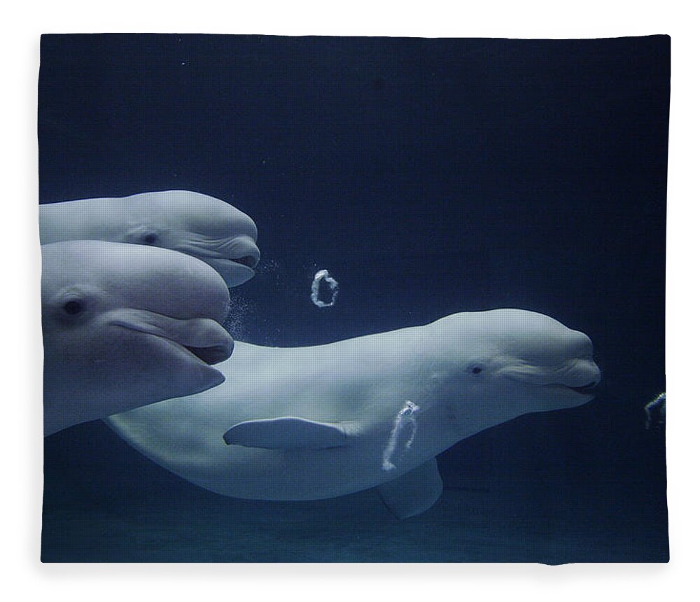 Mp Fleece Blanket featuring the photograph Beluga Delphinapterus Leucas Whale Trio #1 by Hiroya Minakuchi
