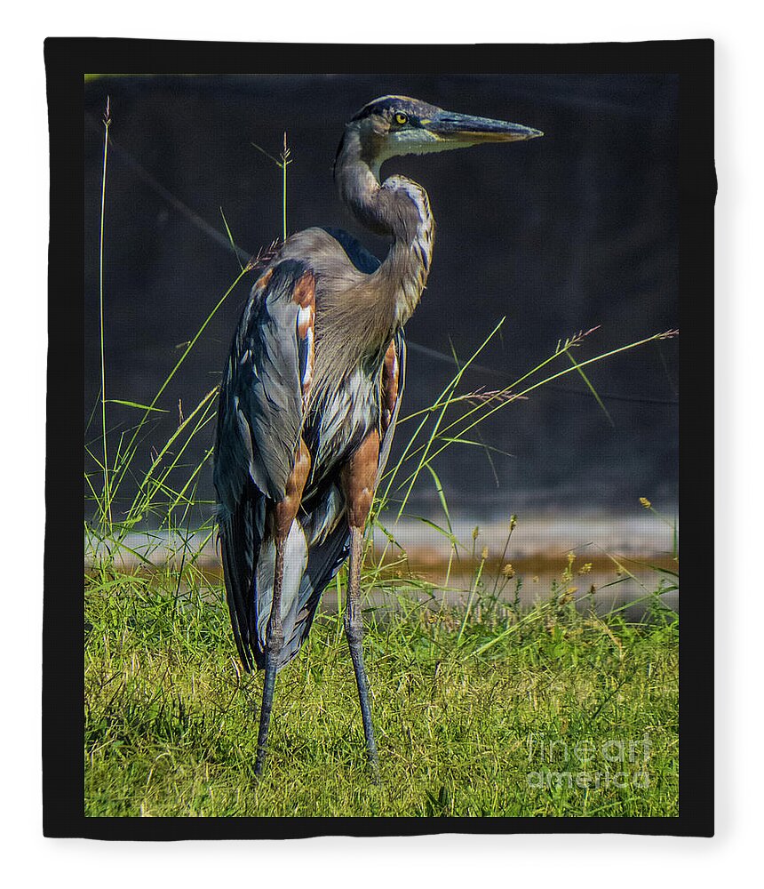 Blue Fleece Blanket featuring the photograph Blue Heron 1 by Christy Garavetto