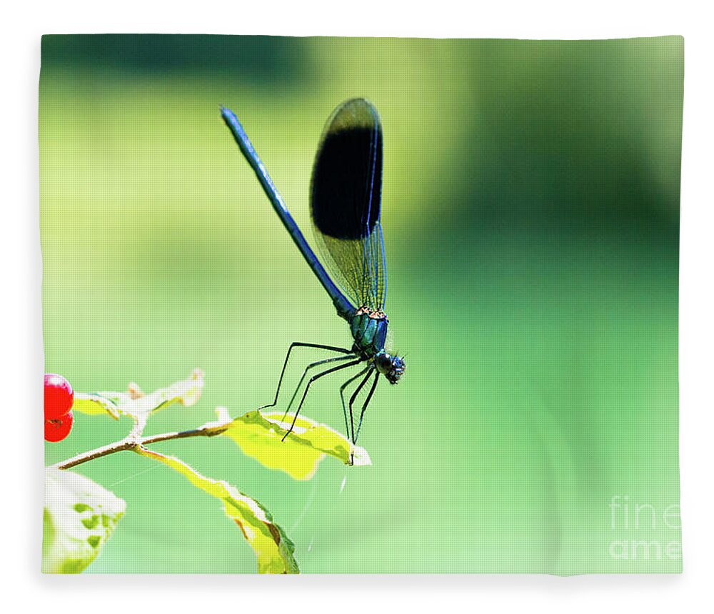 Countryside Fleece Blanket featuring the photograph Broad-winged Damselfly, Dragonfly by Amanda Mohler