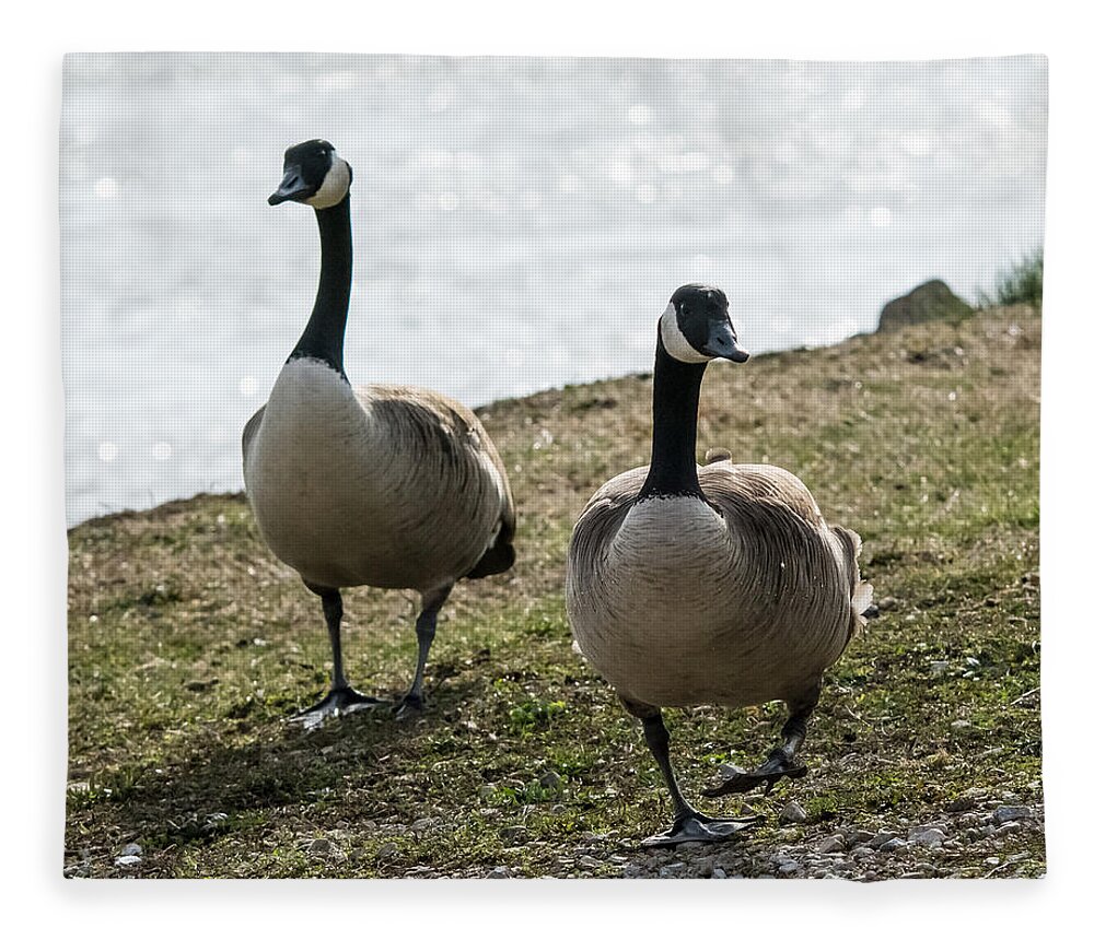 Jan Holden Fleece Blanket featuring the photograph Canada Geese   by Holden The Moment