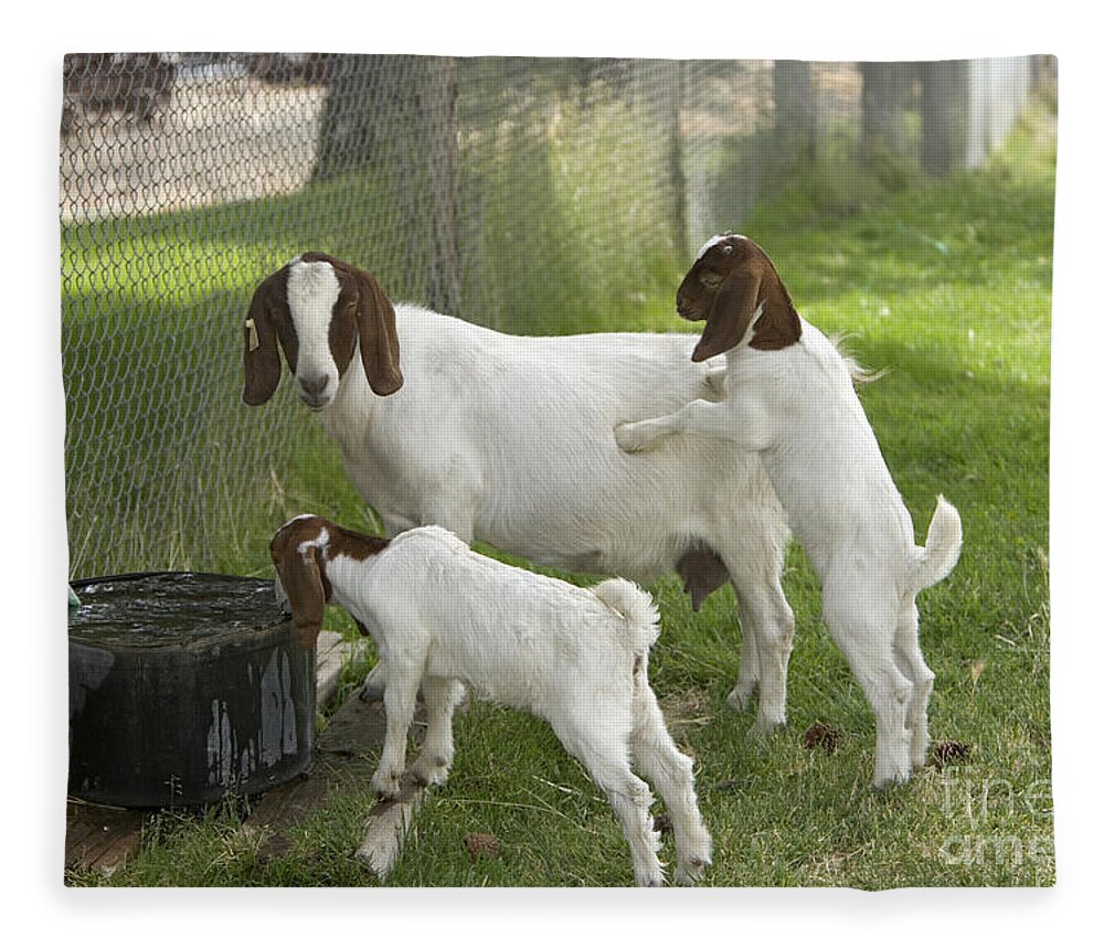 Boer Goat Fleece Blanket featuring the photograph Goat With Kids by Inga Spence